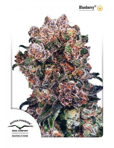 Blueberry X3 - Dutch Passion