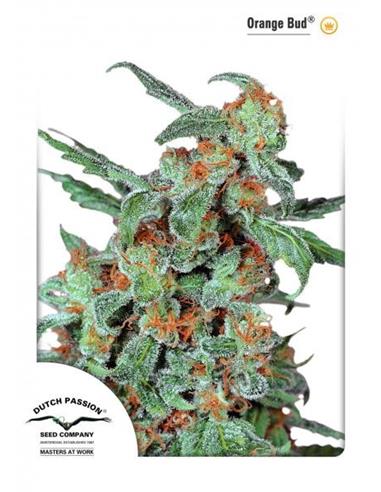 Orange Bud X3 - Dutch Passion