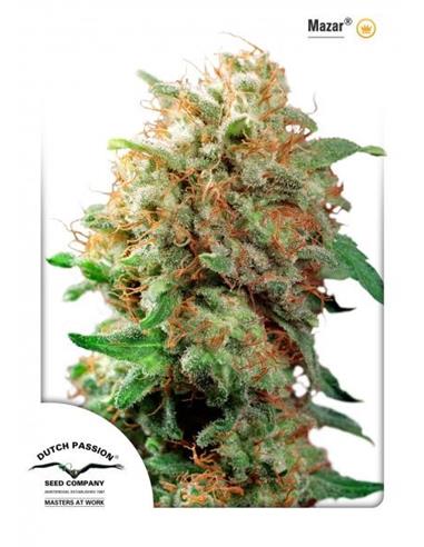 Mazar X3 - Dutch Passion
