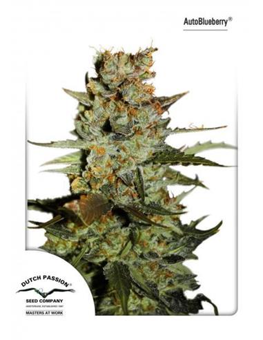 Auto Blueberry X3 - Dutch Passion