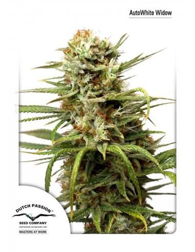 Auto White Widow X3 - Dutch Passion