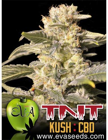 TNT Kush CBD X3 - Eva Seeds