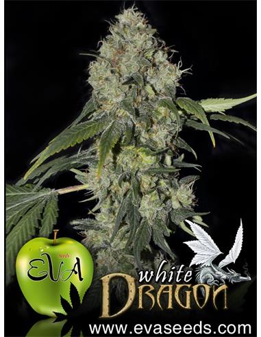 White Dragon X3 - Eva Seeds