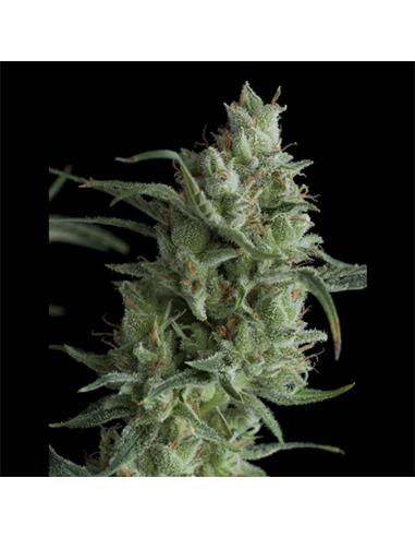 Super OG Kush X1 - Pyramid Seeds