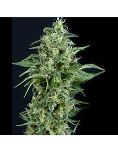 Auto Kryptonite X1 - Pyramid Seeds