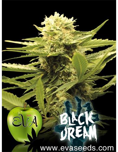 Black Dream X3 - Eva Seeds