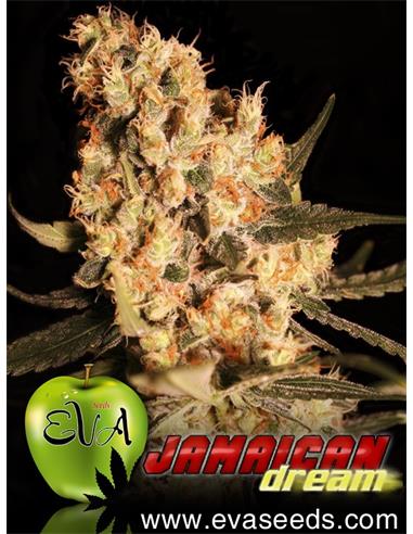 Jamaican Dream X3 - Eva Seeds