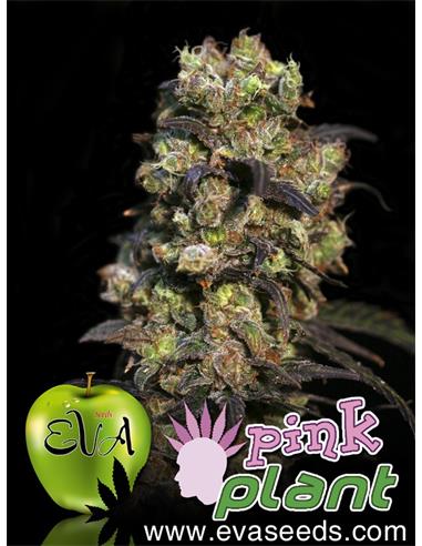 Pink Plant X3 - Eva Seeds