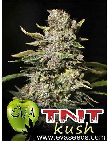 TNT Kush X3 - Eva Seeds