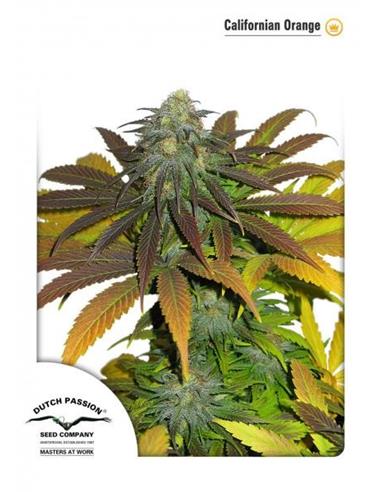California Orange X3 - Dutch Passion