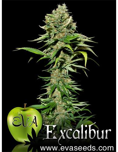 Excalibur X3 - Eva Seeds