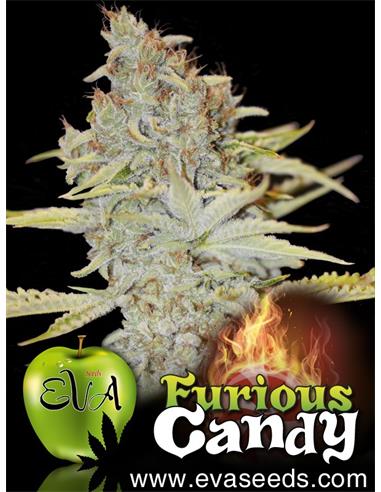 Furious Candy X3 - Eva Seeds