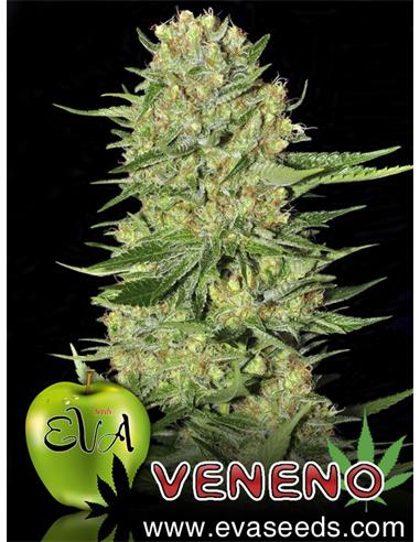 Veneno X3 - Eva Seeds