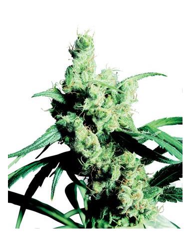 Silver Haze N9 X3 - Sensi Seeds