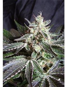 Green Poison Fast Version X3 - Sweet Seeds
