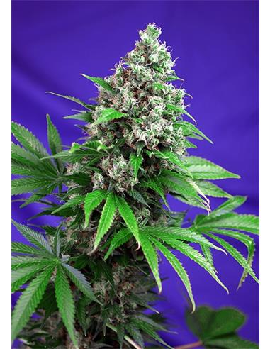 Black Jack Fast Version X3 - Sweet Seeds