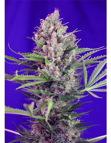 Killer Kush Fast Version X3 - Sweet Seeds