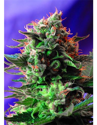 Cream Mandarin Fast Version X3 - Sweet Seeds