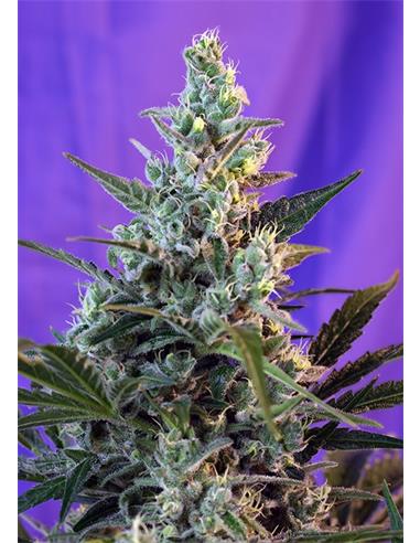 S.A.D Fast Version X3 - Sweet Seeds