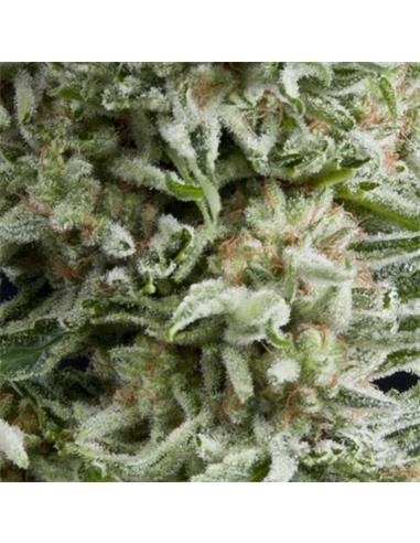 Auto Amnesia Gold X1 - Pyramid Seeds