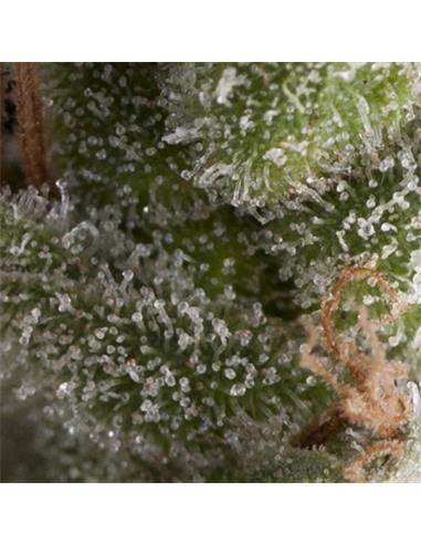 Auto Fresh Candy X1 - Pyramid Seeds