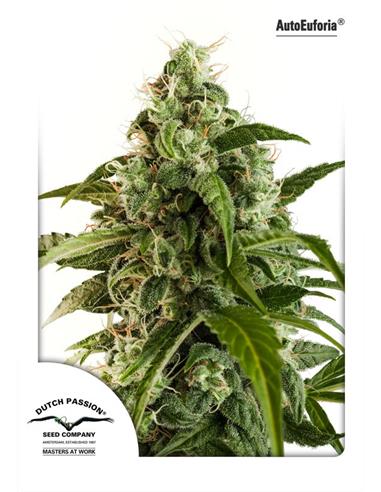 Auto Euforia X3 -Dutch Passion