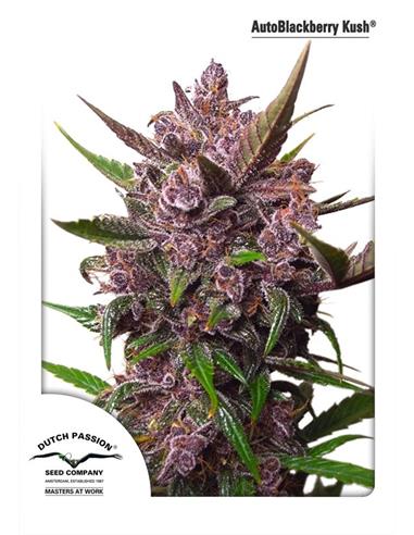 Auto Euforia X3 -Dutch Passion