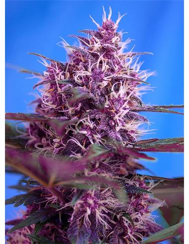 Auto Black Cream Red Family X3 - Sweet Seeds