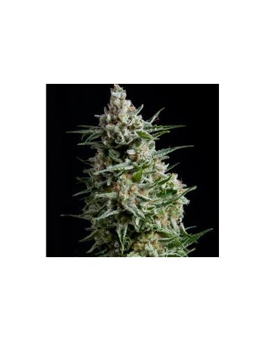 Auto Anesthesia X1 - Pyramid Seeds