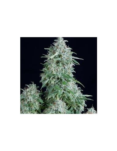 Auto Anubis X1 - Pyramid Seeds