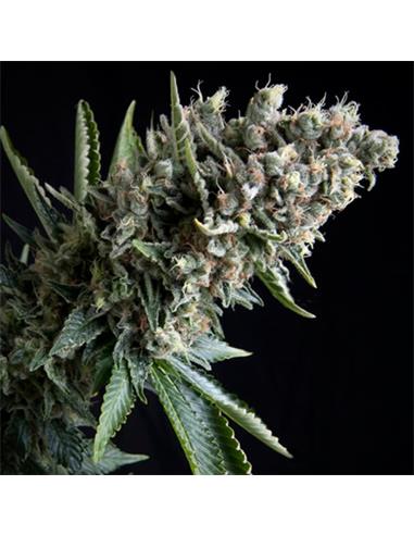 Auto Nefertiti X1 - Pyramid Seeds