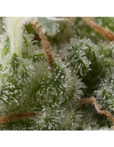 Auto Super Hash X1 - Pyramid Seeds