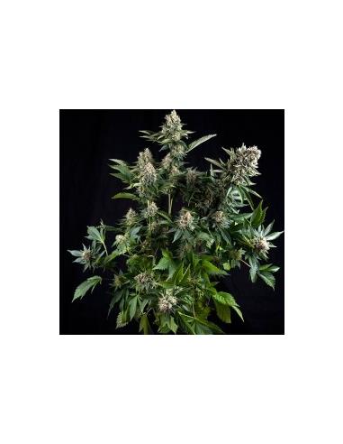 Auto White Widow X1 - Pyramid Seeds
