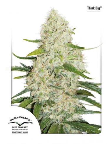 Auto Think Big X3 -Dutch Passion