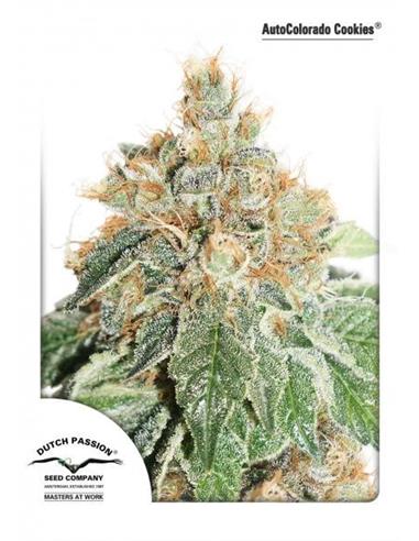 Auto Colorado Cookies X3 -Dutch Passion