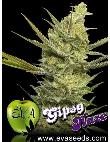 Gipsy Haze X3 - Eva Seeds