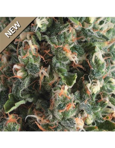 Auto Super OG Kush X3 - Pyramid Seeds