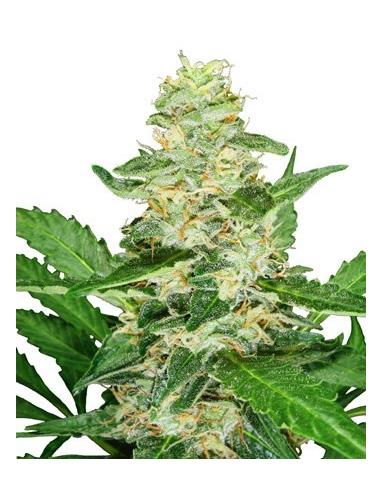Super Skunk Automatic X3 - Sensi Seeds
