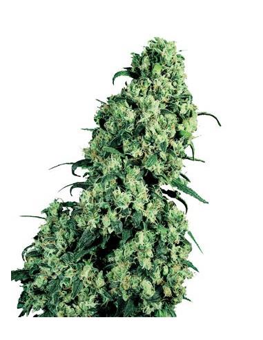 Skunk N1 X3 - Sensi Seeds