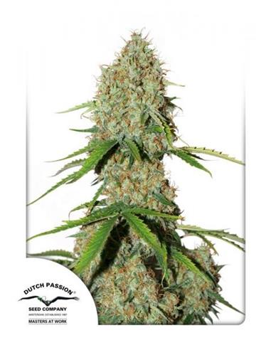 Auto Brooklyn Sunrise X3 -Dutch Passion