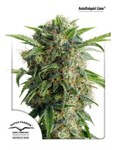 Auto Daiquiri Lime X3 -Dutch Passion