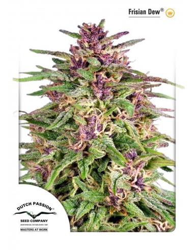 Frisian Dew X3 -Dutch Passion