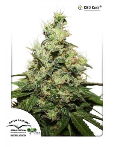 CBD Kush X3 -Dutch Passion