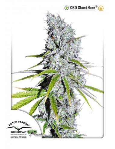 CBD Skunk Haze X3 -Dutch Passion