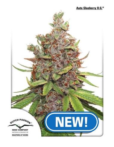 Auto Glueberry OG X3 - Dutch Passion