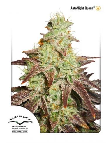 Auto Night Queen X3 - Dutch Passion