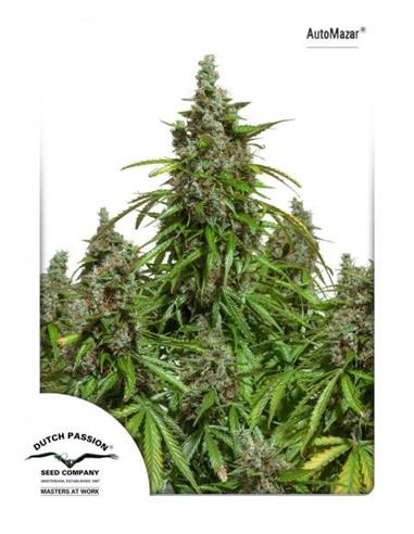 Auto Mazar X3 - Dutch Passion