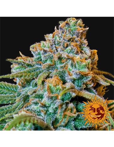 Liberty Haze x1 - Barney´s Farm
