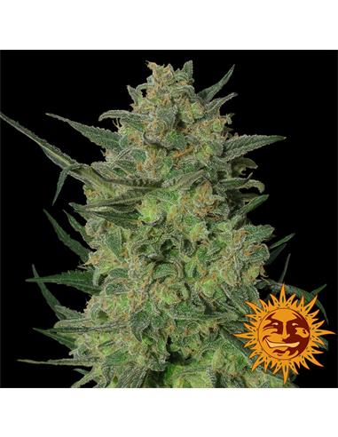 LSD x1 - Barney´s Farm