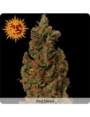 Red Diesel x1 - Barney´s Farm